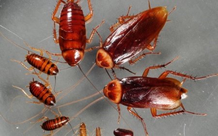 DE VOADORAS INOFENSIVAS A SOBREVIVENTES DE EXPLOSÕES NUCLEARES: BIÓLOGO DESMISTIFICA PRINCIPAIS MITOS SOBRE AS BARATAS