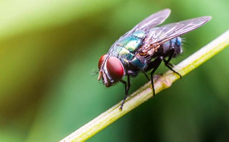 CONHEÇA INSECTICIDAS NATURAIS QUE AFASTAM MOSCAS DE CASA