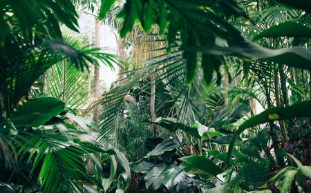 ESTUDO REVELA QUE PLANTAS EMITEM SONS QUANDO ESTÃO SOB ESTRESSE