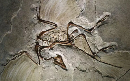 PESQUISADORES DESCOBREM FÓSSIL DE RÉPTIL COM PENAS