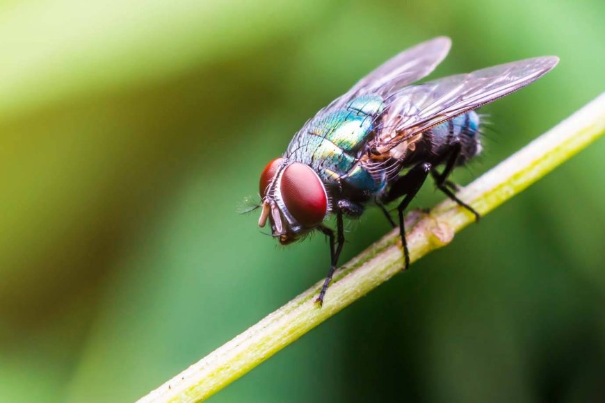 CONHEÇA INSECTICIDAS NATURAIS QUE AFASTAM MOSCAS DE CASA