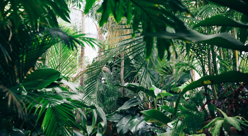 ESTUDO REVELA QUE PLANTAS EMITEM SONS QUANDO ESTÃO SOB ESTRESSE