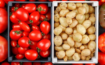 ESTUDO COM MAIS DE 500 GENOMAS: 'DNA DO TOMATE' ESTÁ NA ORIGEM DA BATATA
