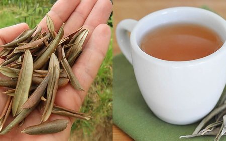 EFEITO SECRETO DAS FOLHAS DE OLIVEIRA NA SAÚDE