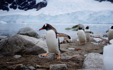 ANTÁRTIDA DÁ SINAIS DE MUDANÇAS ABRUPTAS: GELO MARINHO EM COLAPSO E CIRCULAÇÃO OCEÂNICA EM QUEDA