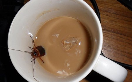 LEITE DA BARATA CONSIDERADO ALIMENTO DO FUTURO COM PODER NUTRITIVO SUPERIOR DA VACA