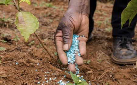 GOVERNO MANTÉM OLHOS NA PROPOSTA DE LEI SOBRE PESTICIDAS E FERTILIZANTES AGRÍCOLAS