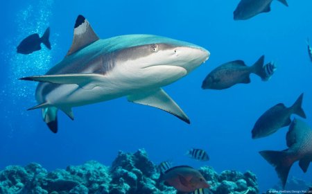 ACIDIFICAÇÃO DOS OCEANOS FRAGILIZA DENTES DOS TUBARÕES