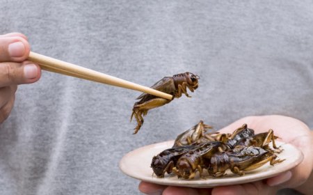 FAÇA UM UPGRADE GASTRONÓMICO E SUBSTITUA A CARNE POR GAFANHOTOS