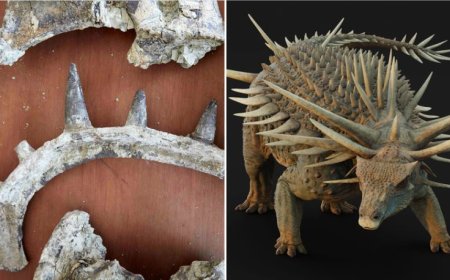 CIENTISTAS DESCOBREM FÓSSIL RARO DE DINOSSAURO COBERTO POR ARMADURA DE ESPINHOS