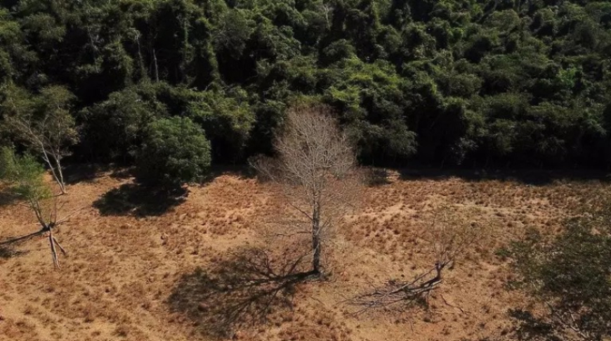 CALOR EXTREMO AMEAÇA AVES TROPICAIS MESMO EM FLORESTAS PRESERVADAS