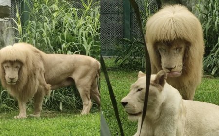 LEÃO COM CORTE DE CABELO INCOMUM VIRALIZA NA INTERNET