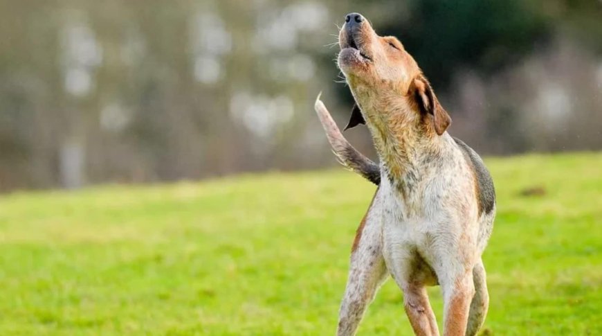 NOVA INTELIGÊNCIA ARTIFICIAL (IA) PROMETE “TRADUZIR” SOM DOS ANIMAIS