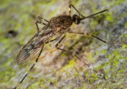 PELA PRIMEIRA VEZ ISLÂNDIA REGISTA MOSQUITOS EM SEU TERRITÓRIO