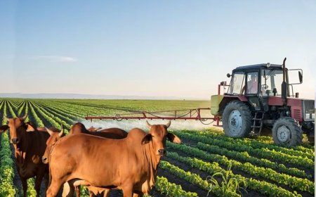 ANGOLA REGISTA ALTA NA AGRICULTURA E QUEDA NA PECUÁRIA