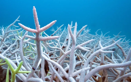 RECIFES DE CORAIS ATINGEM PONTO DE NÃO RETORNO