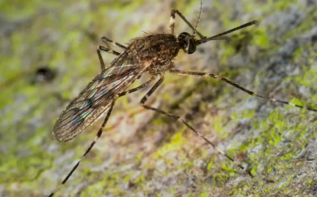 PELA PRIMEIRA VEZ ISLÂNDIA REGISTA MOSQUITOS EM SEU TERRITÓRIO