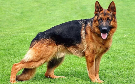 HOMEM PAGA CERCA DE 14 MIL DÓLARES PARA SE "TRANSFORMAR" EM CÃO