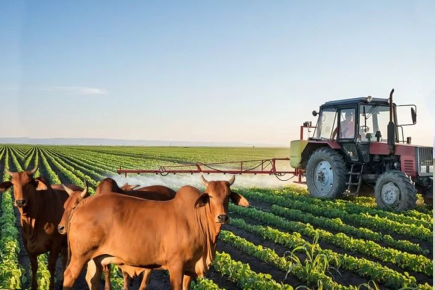 ANGOLA REGISTA ALTA NA AGRICULTURA E QUEDA NA PECUÁRIA