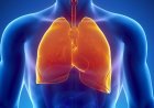 DESCOBERTA CIENTÍFICA REVELA QUE PULMÕES TAMBÉM PRODUZEM SANGUE
