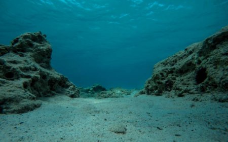MUNDO CELEBRA PRIMEIRO DIA INTERNACIONAL DOS FUNDOS MARINHOS