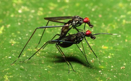 QUEM CONTROLA O ACTO SEXUAL ENTRE MOSQUITOS?