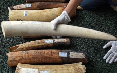 QUATRO CIDADÃOS ESTRANGEIROS SUSPEITOS DE TRÁFICO DE TROFÉUS DE MARFIM EM ANGOLA