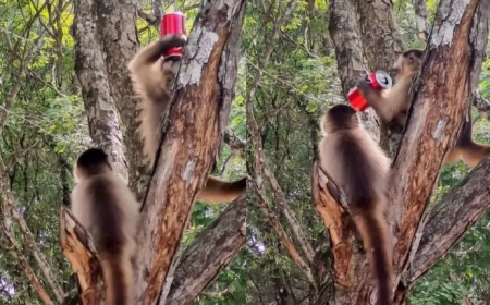 ALIMENTAR ANIMAIS SILVESTRES CONSTITUI CRIME AMBIENTAL NO BRASIL