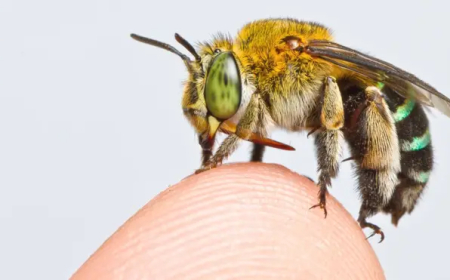 DESCOBERTA: ABELHA COM CHIFRES BAPTIZADA DE 'LUCIFER'