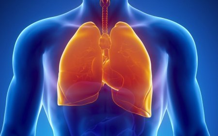 DESCOBERTA CIENTÍFICA REVELA QUE PULMÕES TAMBÉM PRODUZEM SANGUE