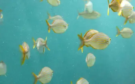 ESTUDO CONCLUI QUE OCEANO ESTÁ A SOFRER TRANSFORMAÇÕES GLOBAIS CUMULATIVAS SEM PRECEDENTES