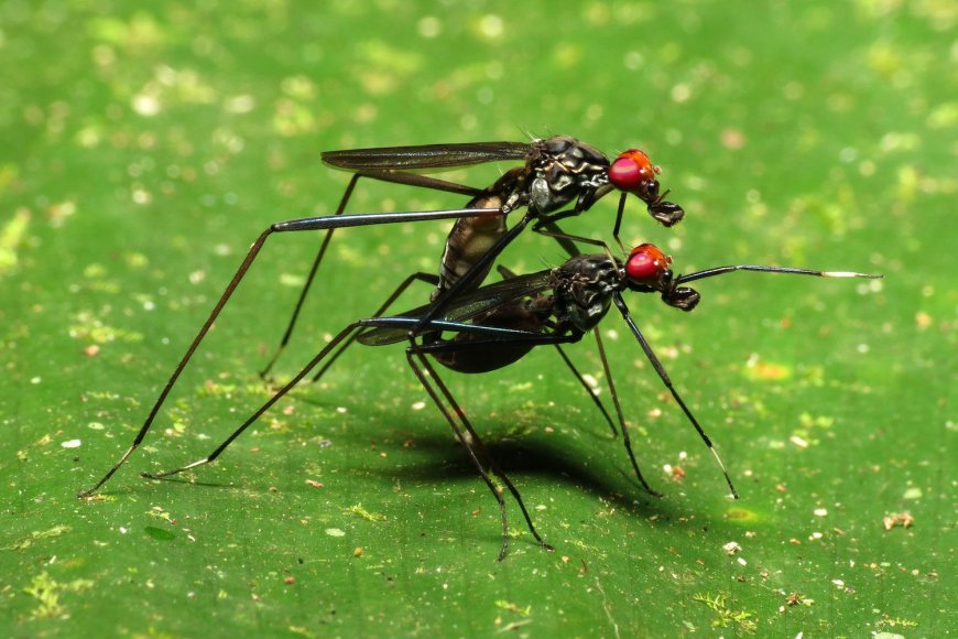 QUEM CONTROLA O ACTO SEXUAL ENTRE MOSQUITOS?