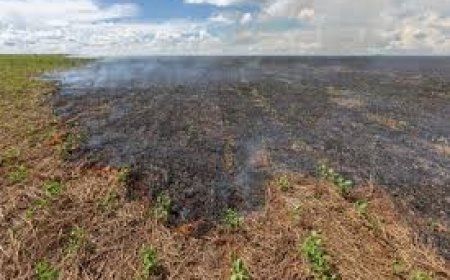 HOMEM: O PERIGO PARA O MEIO AMBIENTE