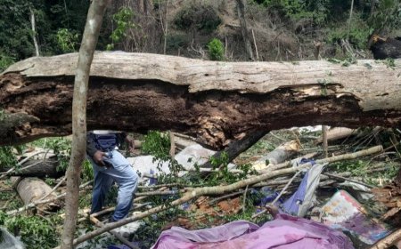 QUEDA DE ÁRVORE CAUSA MORTE DE TRÊS PESSOAS NO BENGO