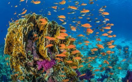 ANUNCIADOS NOVOS INVESTIMENTOS PARA RECIFES DE CORAL NO QUÊNIA