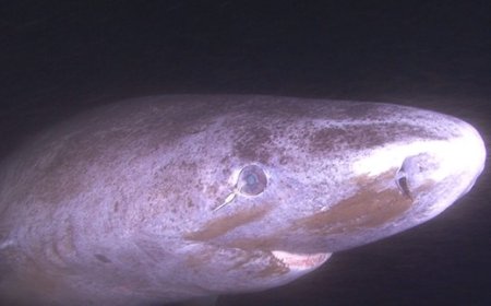 ESTUDO REVELA COMO TUBARÕES DA GROENLÂNDIA VIVEM 400 ANOS COM A VISÃO INTACTA