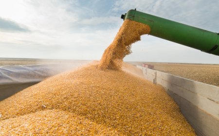 DIVERSIFICAÇÃO DA ECONOMIA: HUÍLA EXPORTA CEREAIS PARA A VIZINHA NAMÍBIA