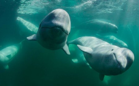 ACASALAR COM VÁRIOS PARCEIROS ELEVA SOBREVIVÊNCIA DA BALEIA BELUGA