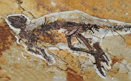 PESQUISADORES DESCOBREM FÓSSIL DE RÉPTIL COM PENAS