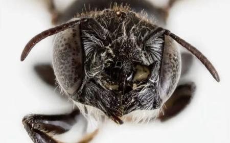 DESCOBERTA: ABELHA COM CHIFRES BAPTIZADA DE 'LUCIFER'