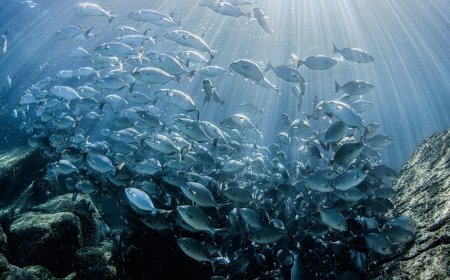 LACUNA DE CONHECIMENTO SOBRE OCEANOS PODE ABALAR ADAPTAÇÃO CLIMÁTICA DIZ RELATÓRIO DA UNESCO