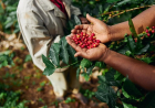 EXPORTAÇÃO DO CAFÉ ANGOLANO RENDE MAIS DE DOIS MILHÕES DE DÓLARES E APONTA PARA EXPANSÃO DA PRODUÇÃO