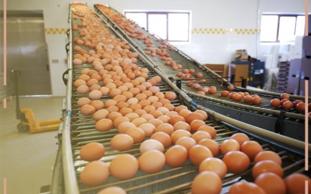 10 BENEFÍCIOS DO OVO PARA A SAÚDE