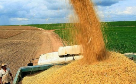 PRODUÇÃO DE ARROZ ATINGE 1.200 TONELADAS NA LUNDA SUL E REFORÇA APOSTA NA AGRICULTURA