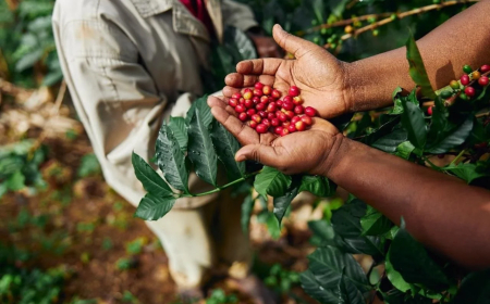 EXPORTAÇÃO DO CAFÉ ANGOLANO RENDE MAIS DE DOIS MILHÕES DE DÓLARES E APONTA PARA EXPANSÃO DA PRODUÇÃO