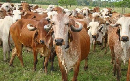 SUPLEMENTOS SALVAM REBANHOS: EXECUTIVO REFORÇA APOIO ÀS COOPERATIVAS NO CUANZA SUL