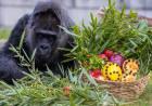 GORILA MAIS VELHA EM CATIVEIRO CELEBRA 69.º ANIVERSÁRIO NO ZOO DE BERLIM