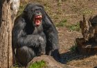 RUPTURA RARA ABALA MAIOR COMUNIDADE DE CHIMPANZÉS E RESULTA EM 24 MORTES