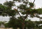 ESTUDO REVELA QUE PLANTAS “OUVEM” A CHUVA E ACELERAM O CRESCIMENTO