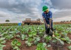 SECTOR AGRÍCOLA LIDERA EMPREGO EM ANGOLA
